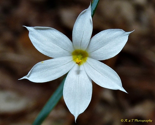 {Sisyrinchium albidum}
